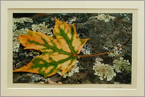 "Autumn Leaf" by Barbara Rosenstein.
